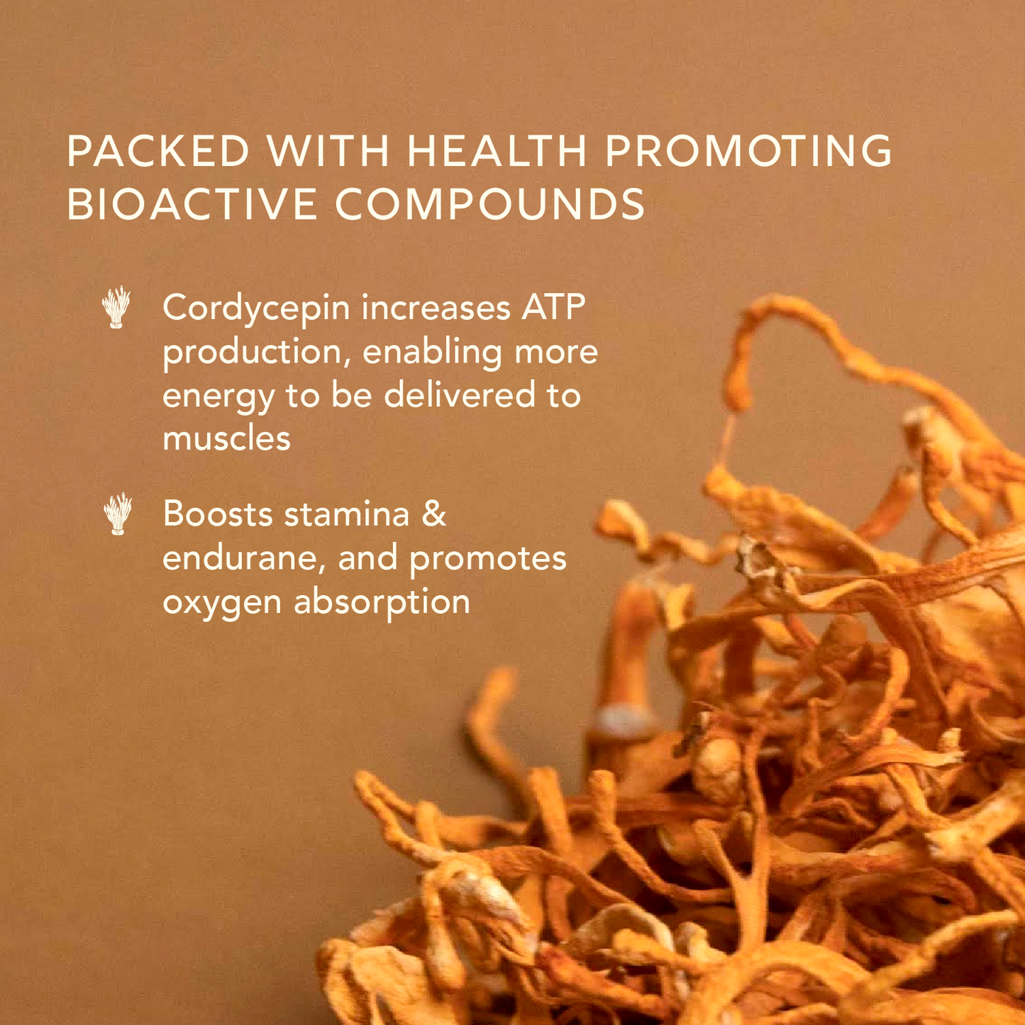 Cordyceps Extract