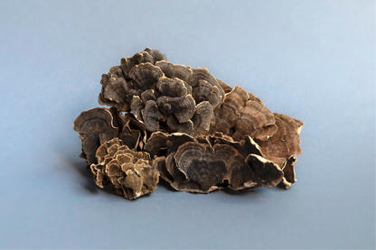 Turkey Tail Extract