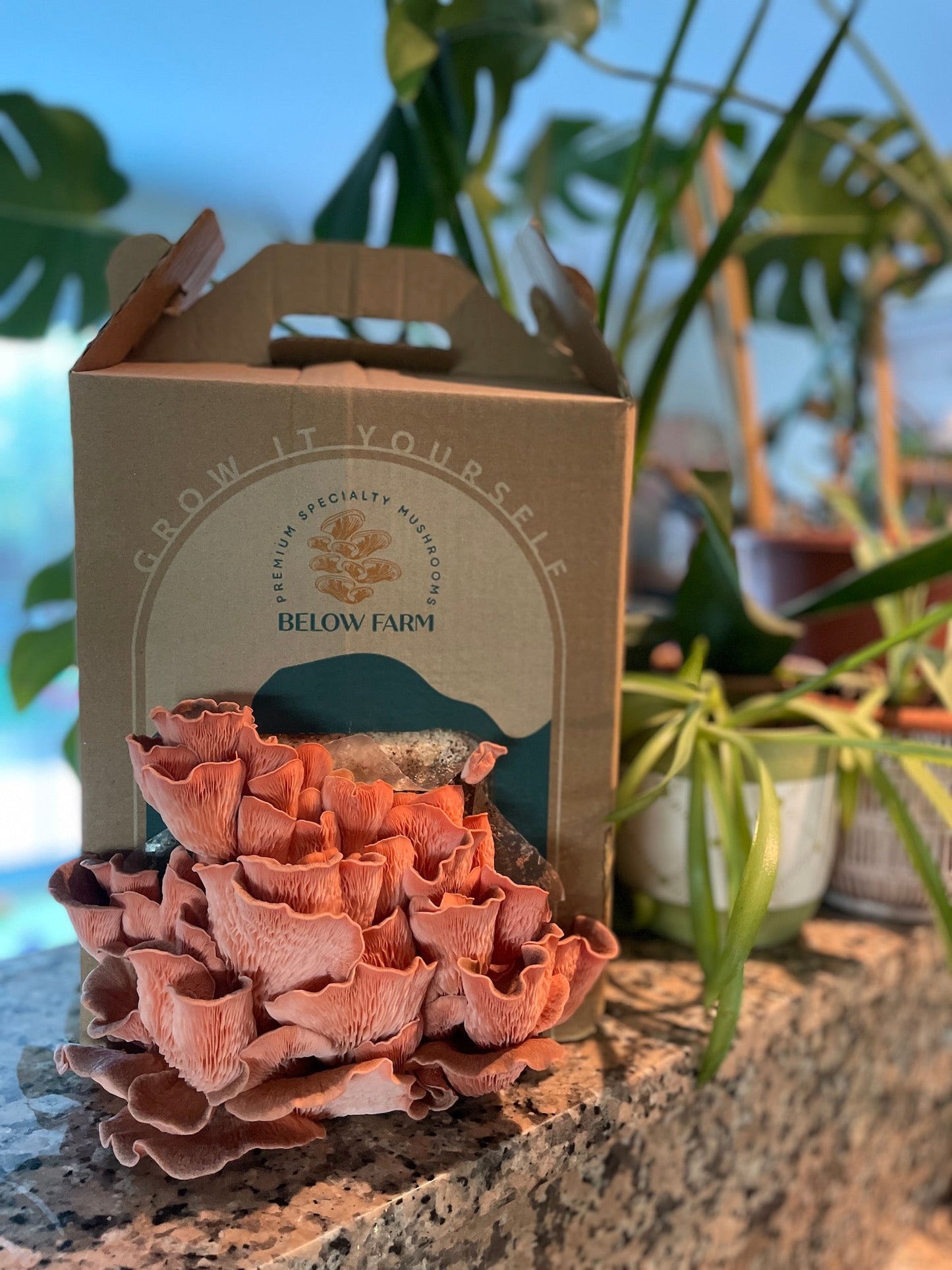Home Grow Kit